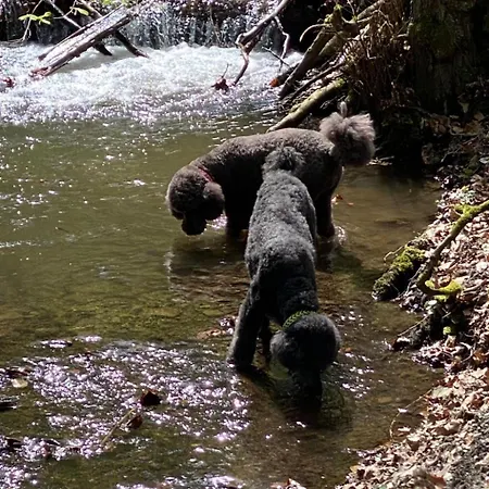 Taunustraum By Interhome Apartment Steckenroth