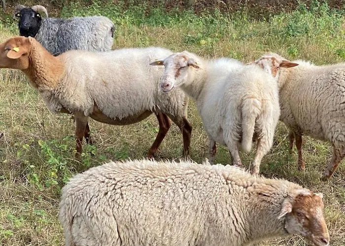 Taunustraum By Interhome Steckenroth