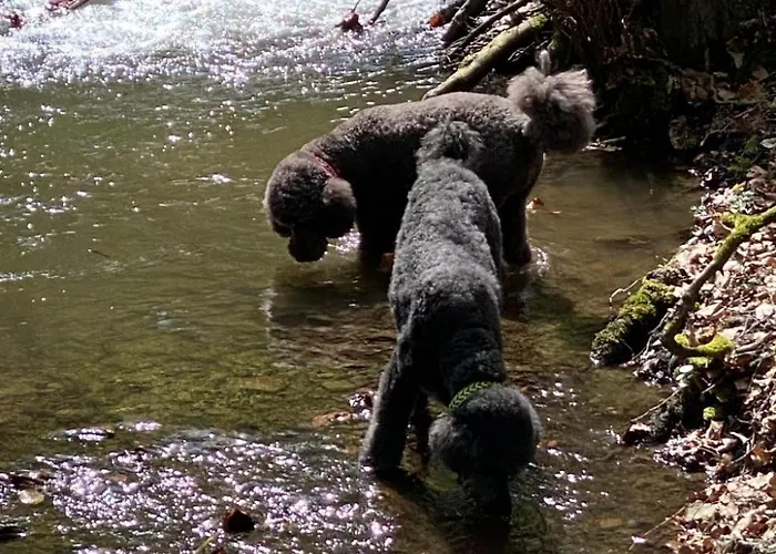 Taunustraum By Interhome Apartman Steckenroth